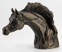 "Freedom Arabian" XL Trophy