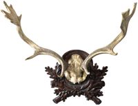Fallow Antler Plaque