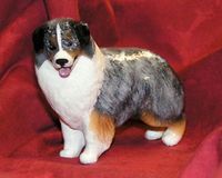 Australian Shepard