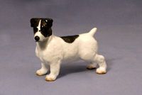 Jack Russell Terrier