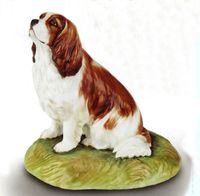 Blenheim Cavalier King Charles