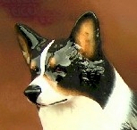 Tri Color Pembroke Welsh Corgi